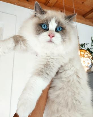 Cucciolo RAGDOLL da riproduzione Pedigree AGI