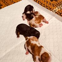 Cuccioli di cavalier king