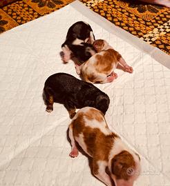 Cuccioli di cavalier king