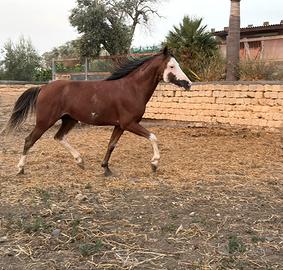 Cavalli Quarab maschio