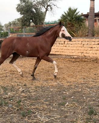 Cavalli Quarab maschio