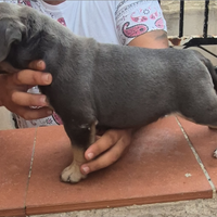 American bully pocket