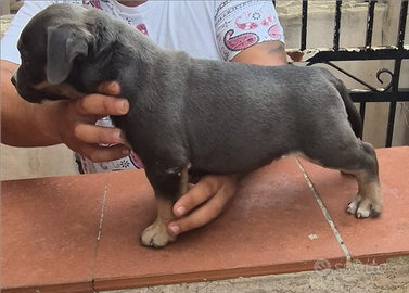 American bully pocket