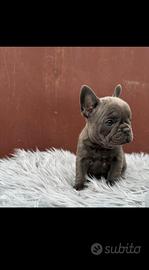 Bulldog francesi blu