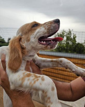 Setter Inglese