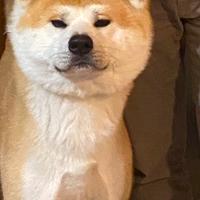 Akita Inu maschio per monta