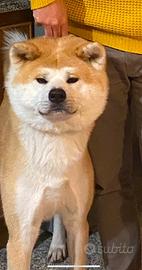 Akita Inu maschio per monta