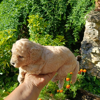 Cucciolo Maltipoo