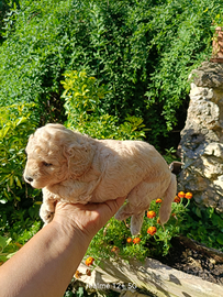 Cucciolo Maltipoo