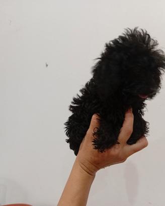 Barboncino mini toy blach
