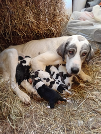Cuccioli Pastore dell'Asia Centrale