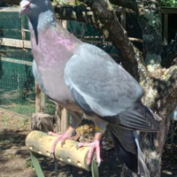 Piccioni colombacci ibridi