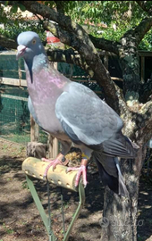 Piccioni colombacci ibridi