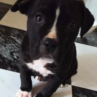 Cucciola di Amstaff 2 mesi