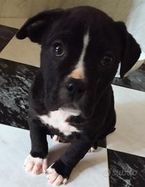 Cucciola di Amstaff 2 mesi