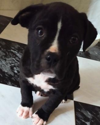 Cucciola di Amstaff 2 mesi