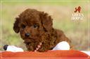 cuccioli-di-barboncino-toy-e-mini-toy