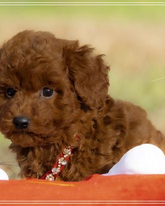 Cuccioli di Barboncino Toy e Mini Toy