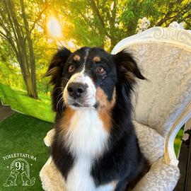 Cuccioli di Australian Shepherd