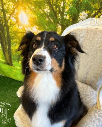 Cuccioli di Australian Shepherd