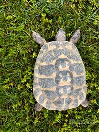 Testudo hermanni hermanni