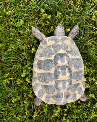 Testudo hermanni hermanni