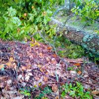 alberi da legna