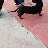 Bassotto disponibile per monta