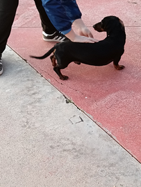 Bassotto disponibile per monta