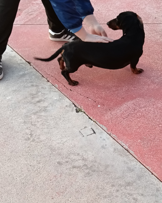 Bassotto disponibile per monta