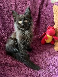 Cucciola Maine coon