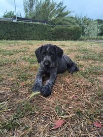 Cuccioli di cane Drahthaar