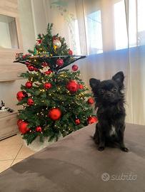 Albero di natale grande