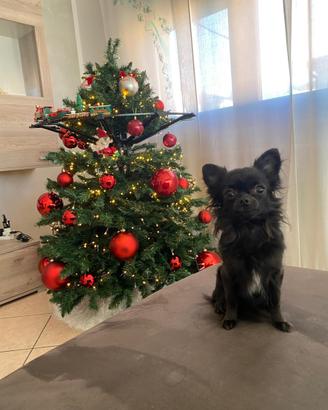 Albero di natale grande