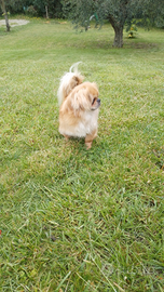 Pechinese puro età 4 anni vicinato ma senza Pericl