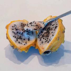 Pitaya frutto del drago talee