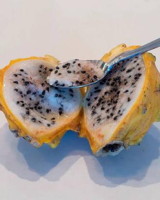 Pitaya frutto del drago talee