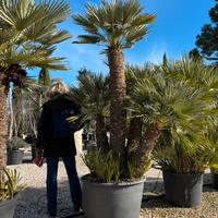 Pianta chamaerops humilis altezza 210/230 cm