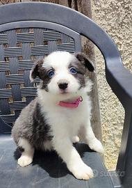 Cuccioli di Border Collie