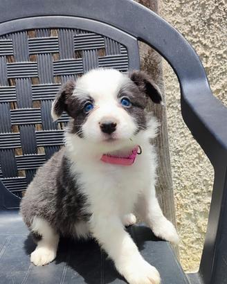 Cuccioli di Border Collie