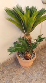 Pianta cycas