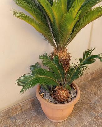 Pianta cycas