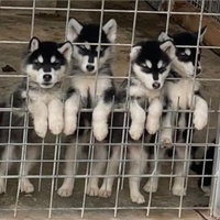 Cuccioli di Alaskan Malamute con pedigree Enci