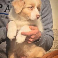 Cucciolo pastore australiano con pedigree enci/fci