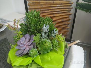 Composizione di piante succulente