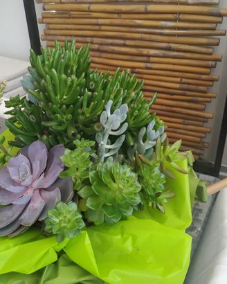Composizione di piante succulente