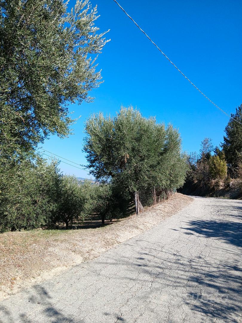 Terreno con ulivi - Vista 2