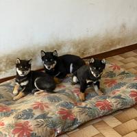 Cuccioli di Shiba Inu Black and Tan con pedigree