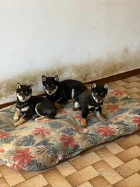 Cuccioli di Shiba Inu Black and Tan con pedigree