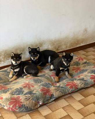 Cuccioli di Shiba Inu Black and Tan con pedigree